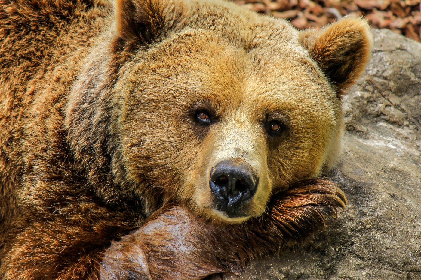 В Югре медведь-погорелец ворует еду у спасателей