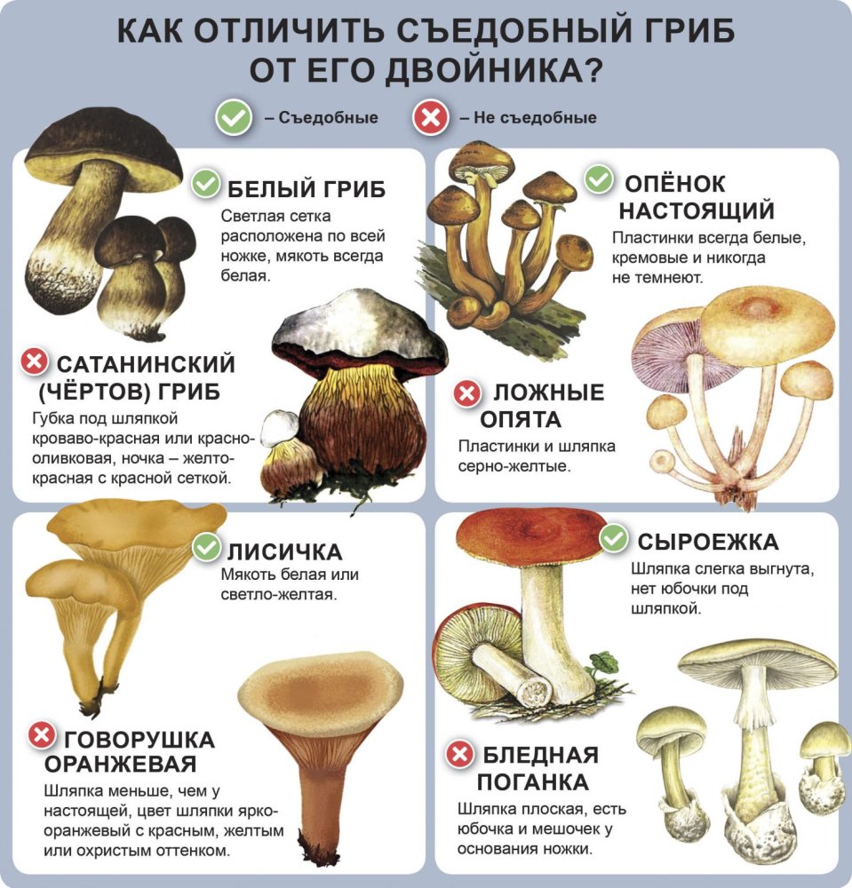 Рассказываем, как отличить полезные грибы от ядовитых и почему некоторым  может стать плохо даже от съедобных грибов - Новостной портал UGRA-NEWS.RU