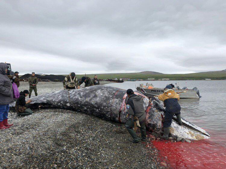 что такое охота на китов