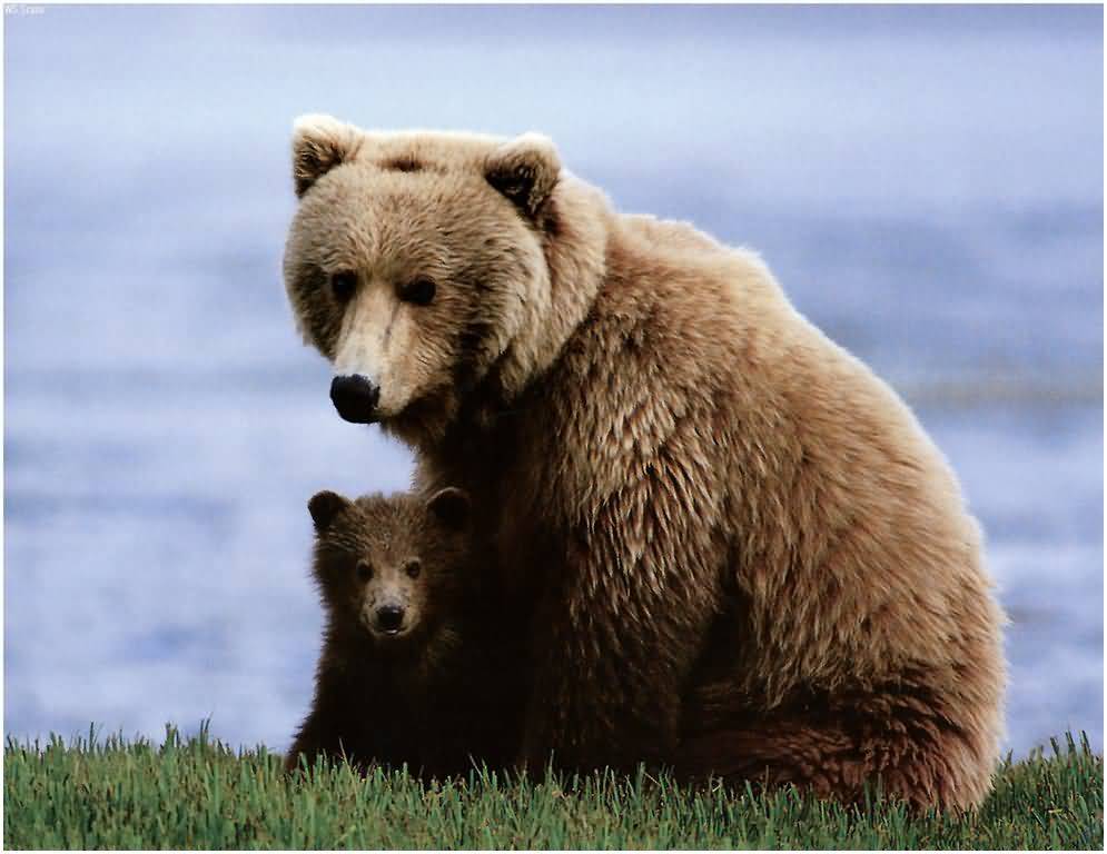 В Ханты-Мансийске бродят два медведя.