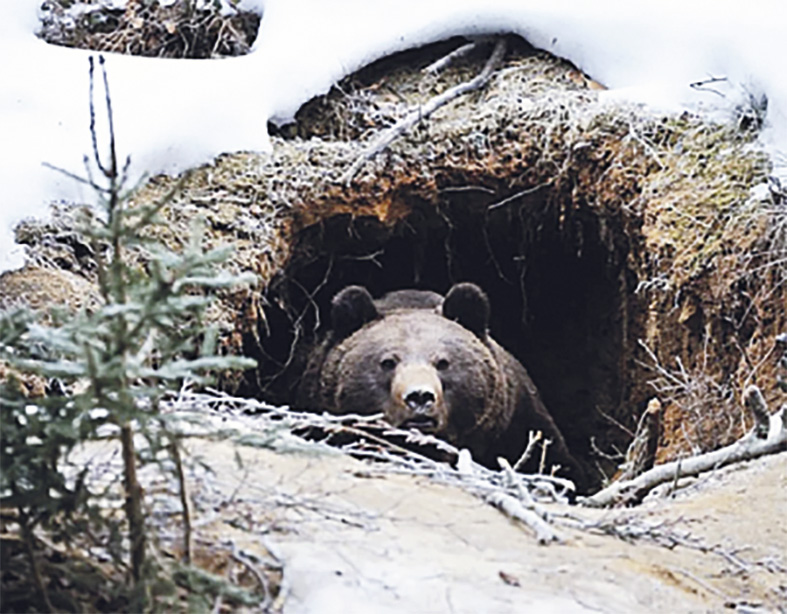 Там спит медведь - Новостной портал UGRA-NEWS.RU